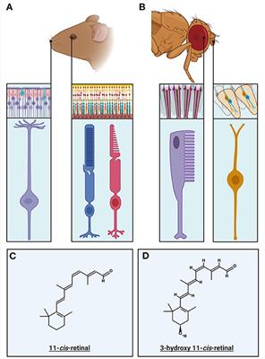 Transduction and Adaptation Mechanisms in the Cilium or Microvilli of Photoreceptors and Olfactory Receptors From Insects to Humans